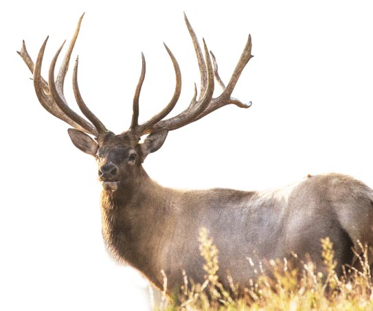 Bull elk looking over shoulder