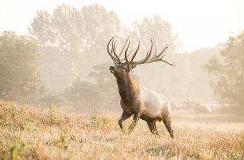 Bull Elk at Quiet Harmony Ranch