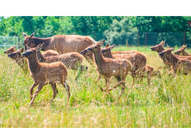 elk running