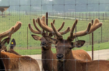 elk-bulls