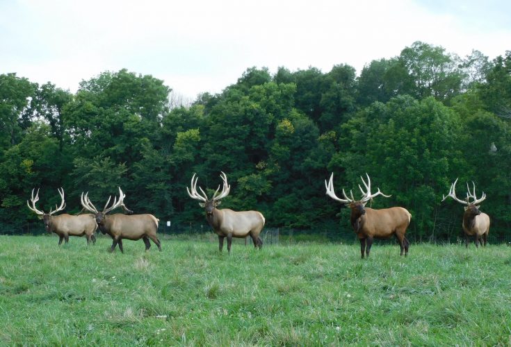 bull elk on Ohio ranch