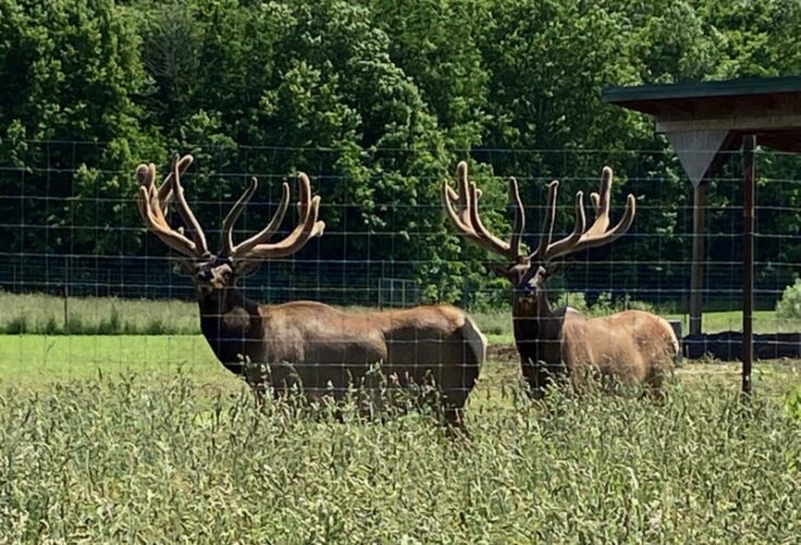 Bull Elk on Ranch