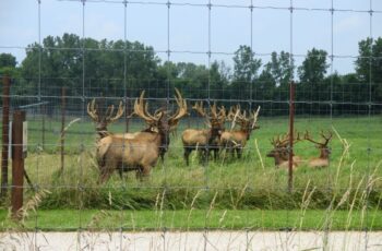 Elk park